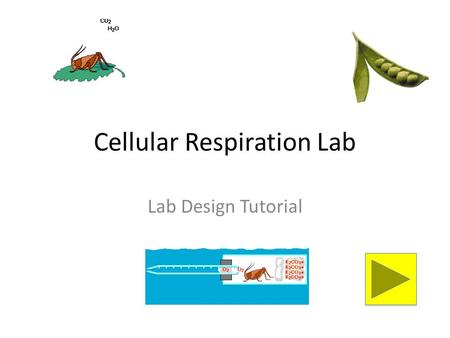Cellular Respiration Lab Lab Design Tutorial. Instructions Use this tutorial along with the lab papers and sample lab materials to help your group understand.