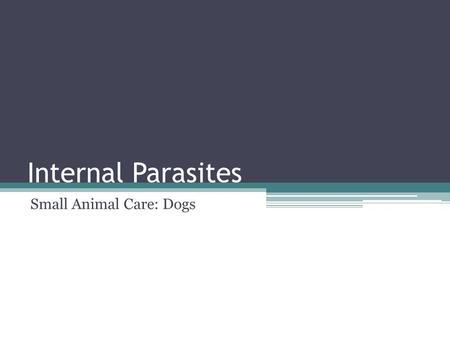 Internal Parasites Small Animal Care: Dogs. What is a Parasite? Parasite: Organisms that can live in or on another living thing. ▫Internal- On the inside.