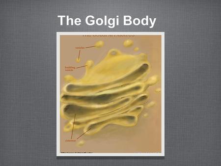 The Golgi Body. Discovery Named after Camillo Golgi He was an Italian biologist who discovered the organelle with a light microscope in 1897.