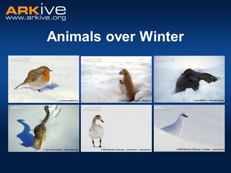 Animals over Winter.