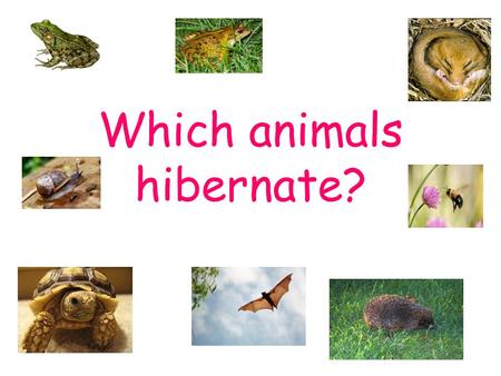Which animals hibernate?
