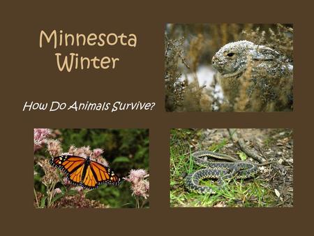 Minnesota Winter How Do Animals Survive?. Garter Snake How Does this Animal Survive Minnesota Winter? Hibernate? Migrate? Deals with the Cold?
