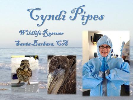 Cyndi Pipes Wildlife Rescuer Santa Barbara, CA. I am a wildlife rescuer and rehabilitator… I have dedicated my free time to the wildlife of Santa Barbara.
