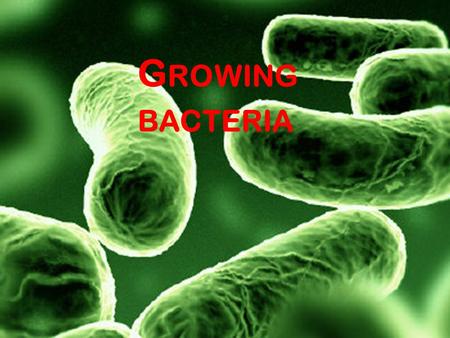 G ROWING BACTERIA. The action of antibiotics and disinfectants can be investigated using cultures of microorganisms (populations of microorganisms that.