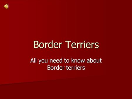 Border Terriers All you need to know about Border terriers.