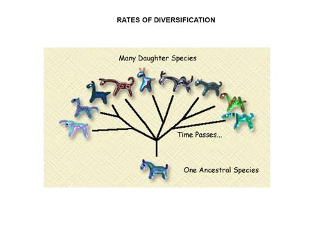 RATES OF DIVERSIFICATION. BACKGROUND Rapid rate of diversification often follows the adaptive radiation + (sexual) selection New niches Mutation New species.