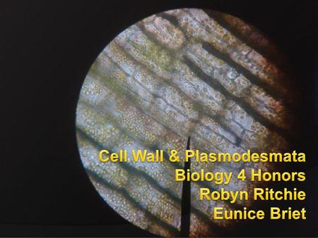 Function of the Cell Wall  plant cells, some bacterial cells, fungi  Rigid, protective layer around plasma membrane 10-100 x thicker than plasma membrane.