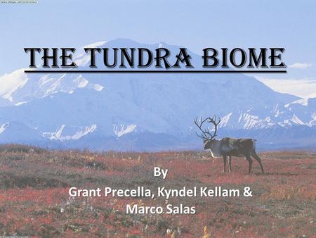 The Tundra Biome By Grant Precella, Kyndel Kellam & Marco Salas.