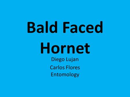 Bald Faced Hornet Diego Lujan Carlos Flores Entomology.
