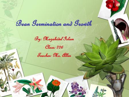 Bean Germination and Growth By: Mazahidul Islam Class: 706 Teacher: Ms. Allen By: Mazahidul Islam Class: 706 Teacher: Ms. Allen.