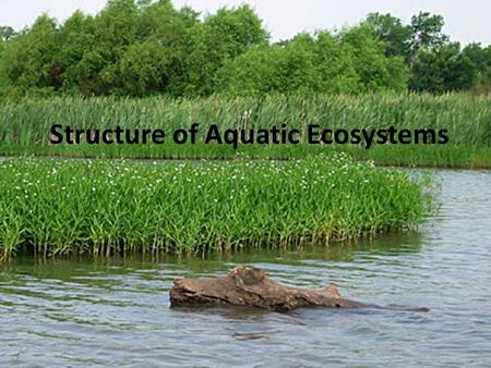 Structure of Aquatic Ecosystems. Relative importance of allochthonous versus autochthonous sources of nutrients sediments organic matter (dissolved and.