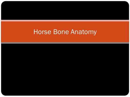 Horse Bone Anatomy. 1. Poll 2. Atlas 3. Axis 4. 7 th Cervical Vertebra 5. Scapular Cartilage 6. 18 Thoracic Vertebra 7. 6 th Lumbar 8. Sacrum 9. 1 st.