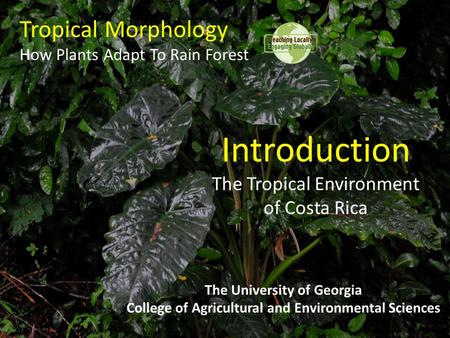 Tropical Morphology How Plants Adapt To Rain Forest The University of Georgia College of Agricultural and Environmental Sciences Introduction The Tropical.