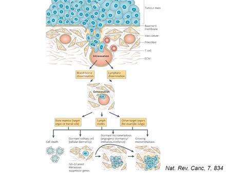 Nat. Rev. Canc, 7, 834. Premetastatic Micrometastases (pre angiogenic) Metastases Looking at secondary tumor sites: Tumor cells are: Intravasating Circulating.