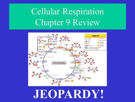 Cellular Respiration Chapter 9 Review JEOPARDY! HavingABreakdownLocation,Location,Location! What’s In A Name?MolecularMix-UpAnaerobicWorkout Final Jeopardy!#1Final.