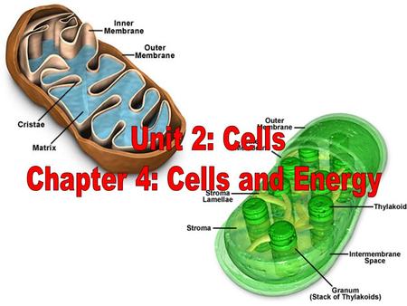 Chapter 4: Cells and Energy