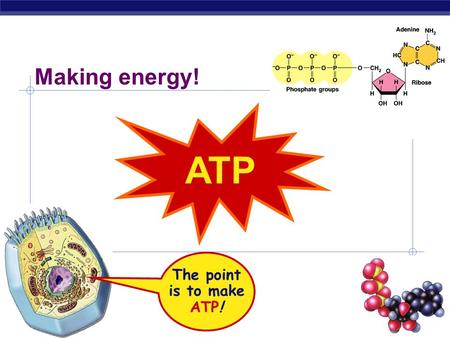 Making energy! ATP The point is to make ATP!.