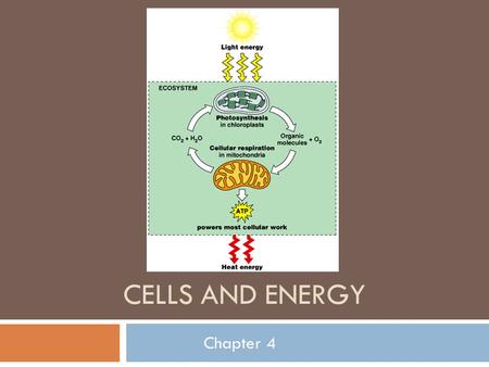 Cells and Energy Chapter 4.