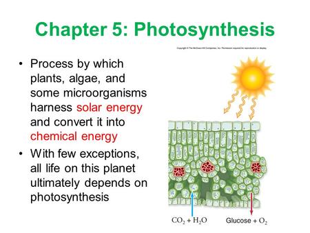 Chapter 5: Photosynthesis