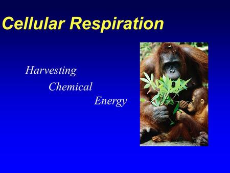 Cellular Respiration Harvesting Chemical Energy. Review: Oxidation and Reduction Oxidized atom Electron is donated Energy is donated Reduced atom Electron.
