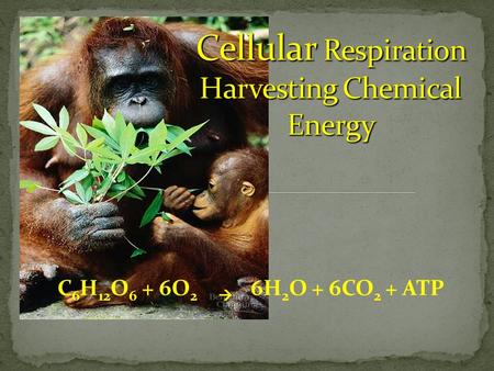6H 2 O + 6CO 2 + ATPC 6 H 12 O 6 + 6O 2 . Recycling of Molecules for energy production.