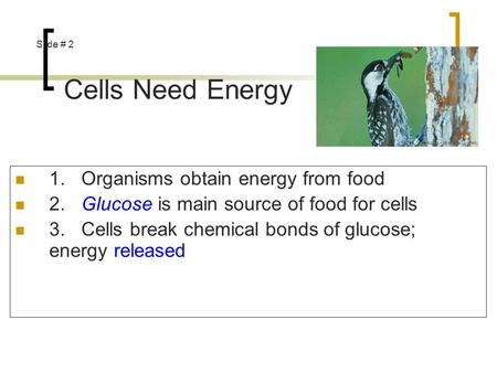 Cells Need Energy 1. Organisms obtain energy from food