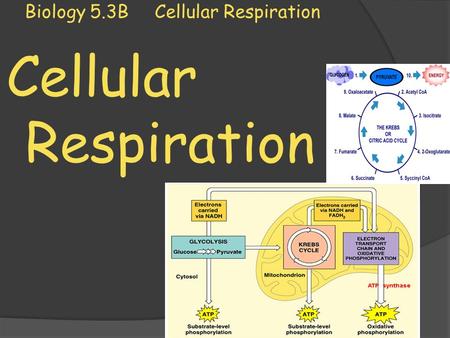 Biology 5.3B Cellular Respiration