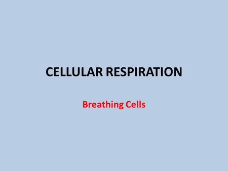 CELLULAR RESPIRATION Breathing Cells. Three Stages.