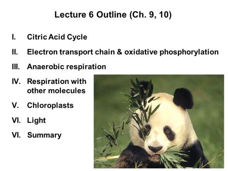 Lecture 6 Outline (Ch. 9, 10) I.Citric Acid Cycle II.Electron transport chain & oxidative phosphorylation III.Anaerobic respiration IV.Respiration with.