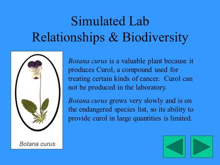 Simulated Lab Relationships & Biodiversity