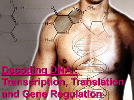 Decoding DNA : Transcription, Translation and Gene Regulation.