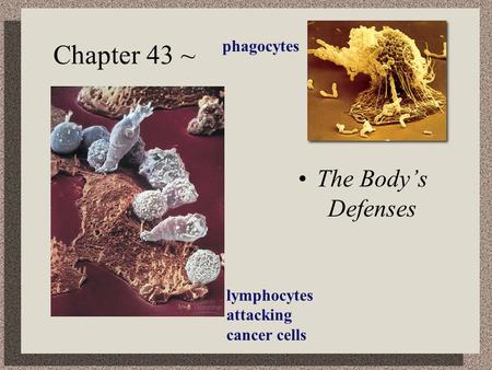 Chapter 43 ~ The Body’s Defenses phagocytes lymphocytes attacking