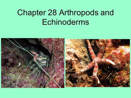 Chapter 28 Arthropods and Echinoderms