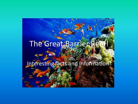 The Great Barrier Reef! Interesting facts and information!