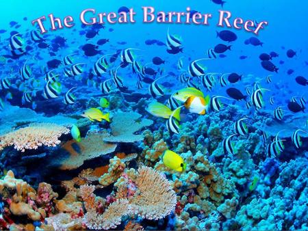  Many tourists, hot and nice water  Divers  Very popular destination for tourists, especially the Whitsunday Islands and Cairns region  Daily boat.