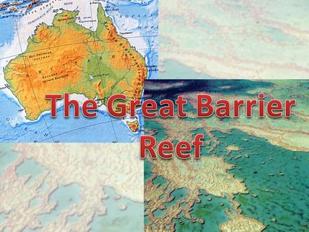 Along the eastern coast of Australia there is the Great Barrier Reef, which extends for 2000 km. It is built by the coral polyp.