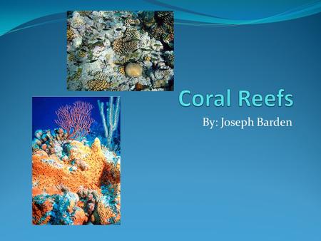 By: Joseph Barden. Inside a coral reef The coral reef is the only ecosystem constructed and composed by animals. They offer 25% of all marine life. They.
