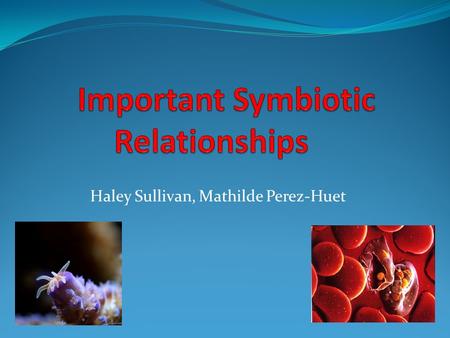 Haley Sullivan, Mathilde Perez-Huet. Plasmodium Protists: apicomplexans Parasitic Release sporozoites into hosts Complex life cycles www.youtube.com/watch?v=OEDhe4MPEMc.