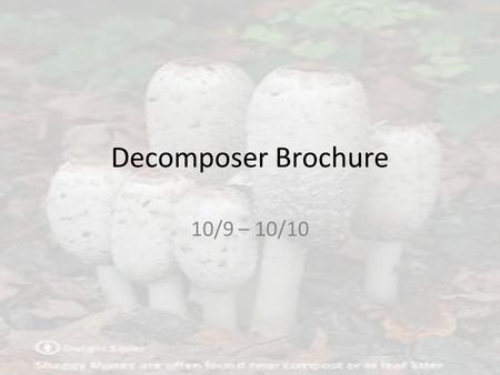 Decomposer Brochure 10/9 – 10/10. Basics Create a pamphlet/brochure from an MS word template or word document. – Orientation of paper must begin as landscape.