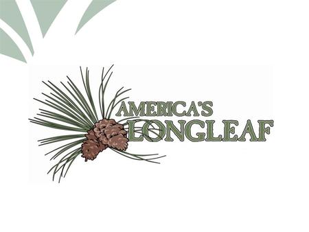 Click to edit Master title style. BRIEF HISTORY OF LONGLEAF PINE Rise and fall of LLP Forest Management for Longleaf an Overview Local/State/Federal Efforts.