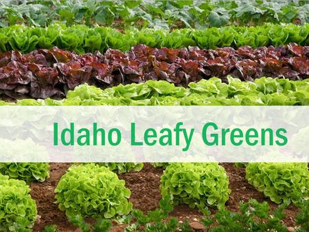 Idaho Leafy Greens. Leafy Greens  The most common type of leafy green eaten in the United States is lettuce.  There are many other kinds of leafy greens.
