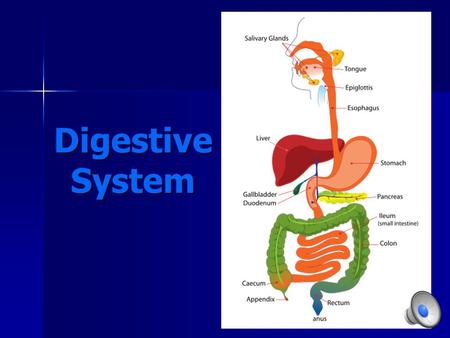 Digestive System. Organs of the Digestive System Mouth Mouth Esophagus Esophagus Stomach Stomach Small Intestine Small Intestine Large Intestine Large.