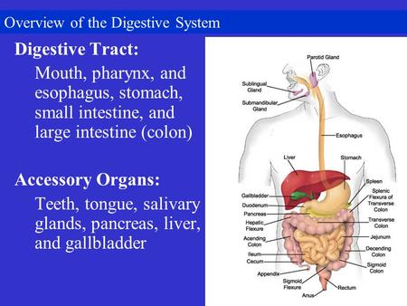 Overview of the Digestive System