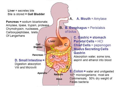 A. Mouth = Amylase C. Gastric = stomach Parietal Cells = HCl Chief Cells = pepsinogen Mucus Secreting Cells Gastrin Absorption water, some ions, aspirin.
