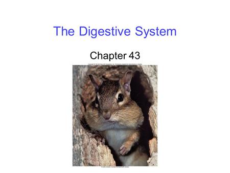 The Digestive System Chapter 43.