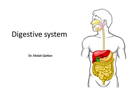 Digestive system Dr. Malak Qattan. 2 The GI tract (gastrointestinal tract) – Mouth – Pharynx – Esophagus – Stomach – Small intestine – Large intestine.