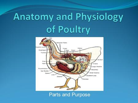 Anatomy and Physiology of Poultry