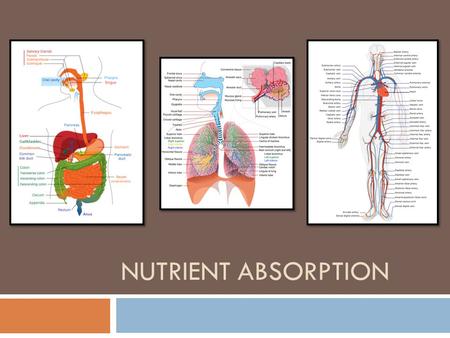 Nutrient Absorption.