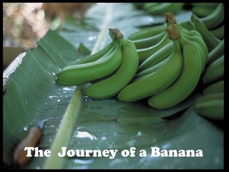 The Journey of a Banana. Bananas are grown all over the world.