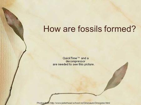 How are fossils formed? Photos from